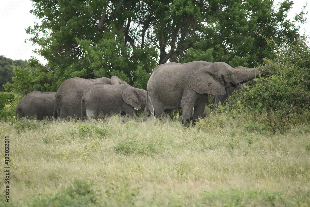 Obraz premium Elephant herd eats in the evening at Chobe National Park, Botswana Africa