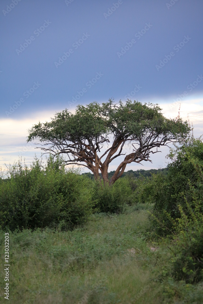 Obraz premium Safari in Chobe National Park, view to acacia tree with leopard, Botswana Africa