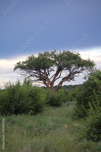 Safari in Chobe National Park  view to acacia tree with leopard  Botswana Africa