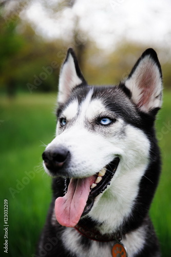 a dog husky walking in a park