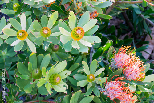 Cycads, a cone-bearing plant, are known to have existed in the Jurassic period.  They are very slowly growing and they reproduce infrequently, reasons for why many cycads are facing extinction. photo