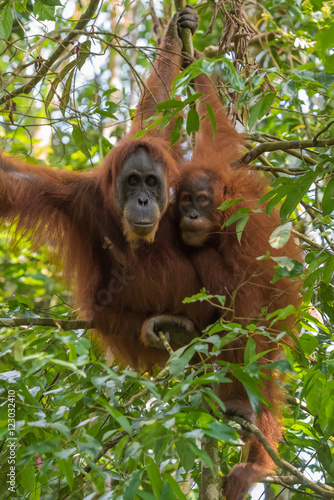 Two quiet adult orangutan hanging close together on a branch (Bohorok, Indonesia)