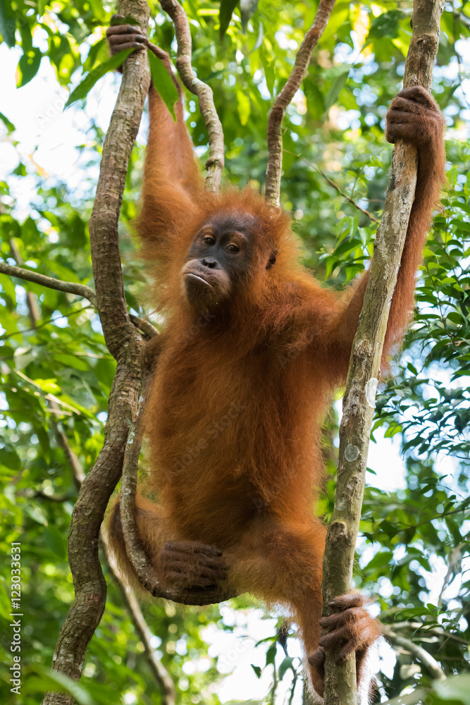 Obraz premium Cool teenager orangutan hanging on tree limbs and demonstrates agility on a background of green leaves (Bohorok, Indonesia)