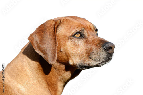 dog head isolated on white