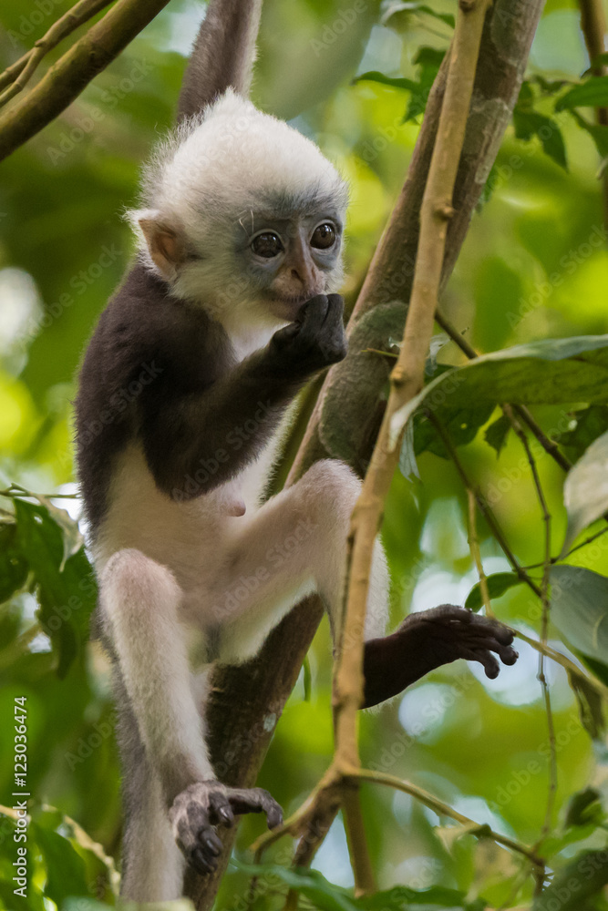 Fototapeta premium Thomas langurs Baby hanging on a branch and looks among the leaves in the thick jungle (Bohorok, Indonesia)