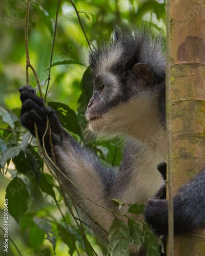 Adult Thomas langurs seen in profile on a branch and looks among the leaves in the thick jungle (Bohorok, Indonesia) photo