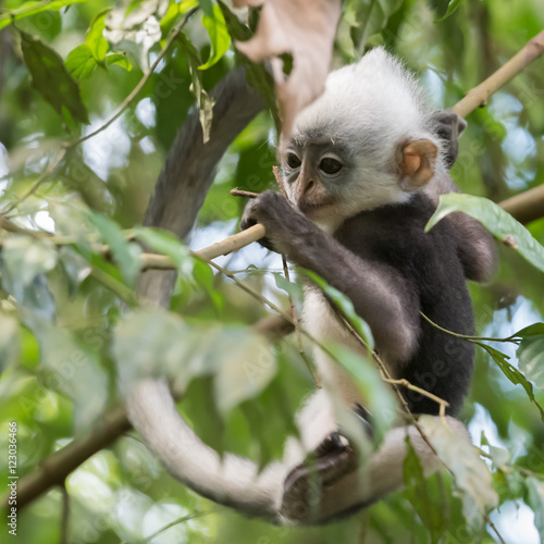 Thomas langurs Kid plays on a branch and looks among the leaves in the thick jungle (Bohorok, Indonesia)