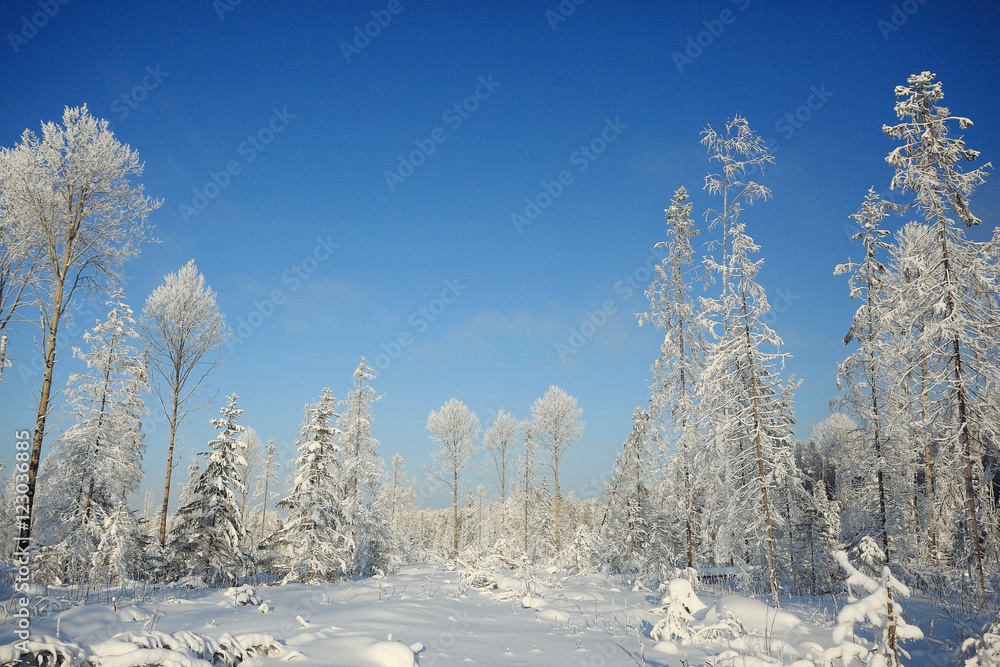 winter cold day fir forest landscape winter cold day fir forest landscape