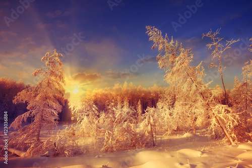 Winter sunset in the forest landscape © kichigin19
