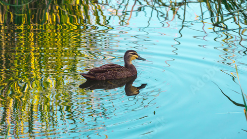 Foto Hans Solo The Duck