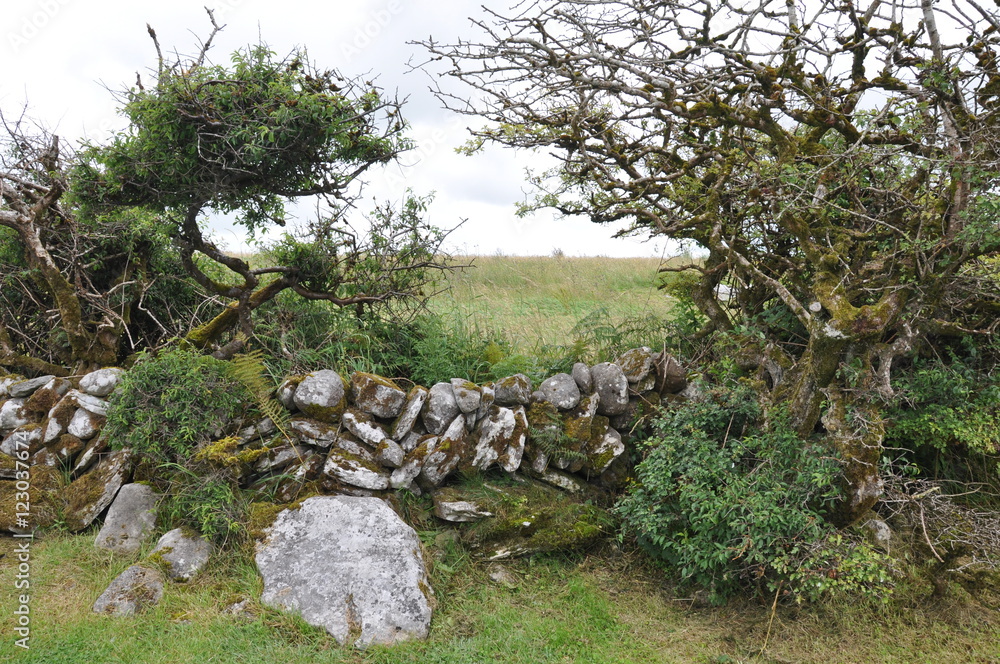 Burren in Irland