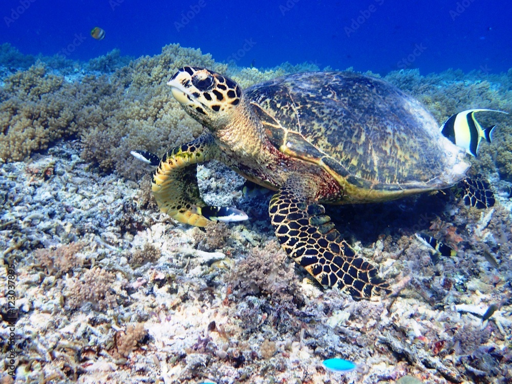 Obraz premium 海亀