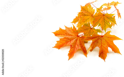 Autumn Background with a small branch of a real, natural, chestnut tree. Beautiful leaves in autumn colors. Isolated on white background. 