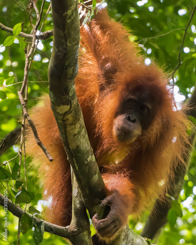 Adult furry orangutan hanging from a tree and looks at the photographer in the wilds of the jungle (Bohorok, Indonesia) photo