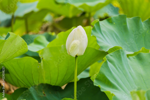 The bud of a lotus flower.Background is the lotus leaf.