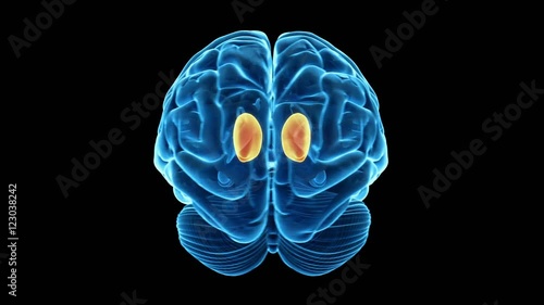 Thalamus in the human brain photo