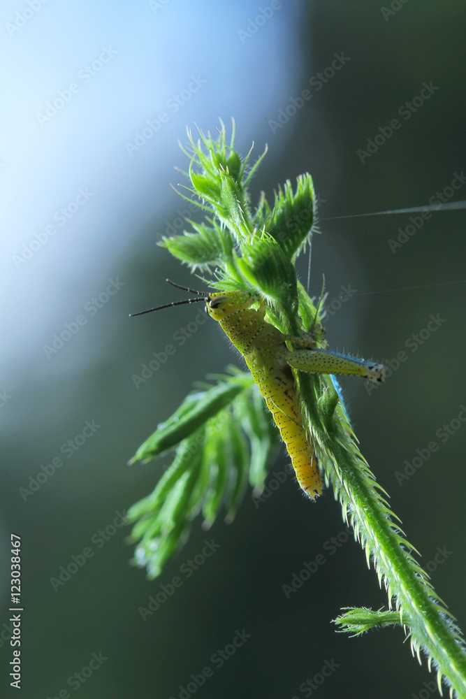 Fototapeta premium Grasshopper in Southeast Asia.