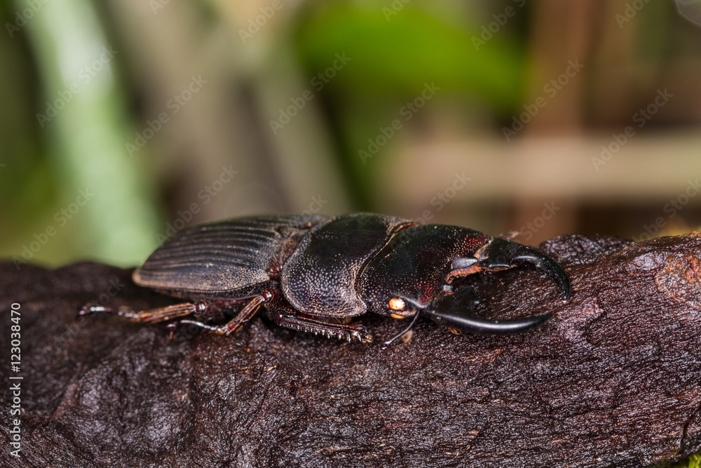 Obraz premium Stag Beetle