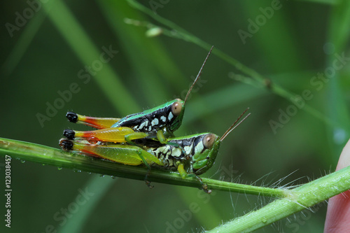 Grasshopper in Southeast Asia.