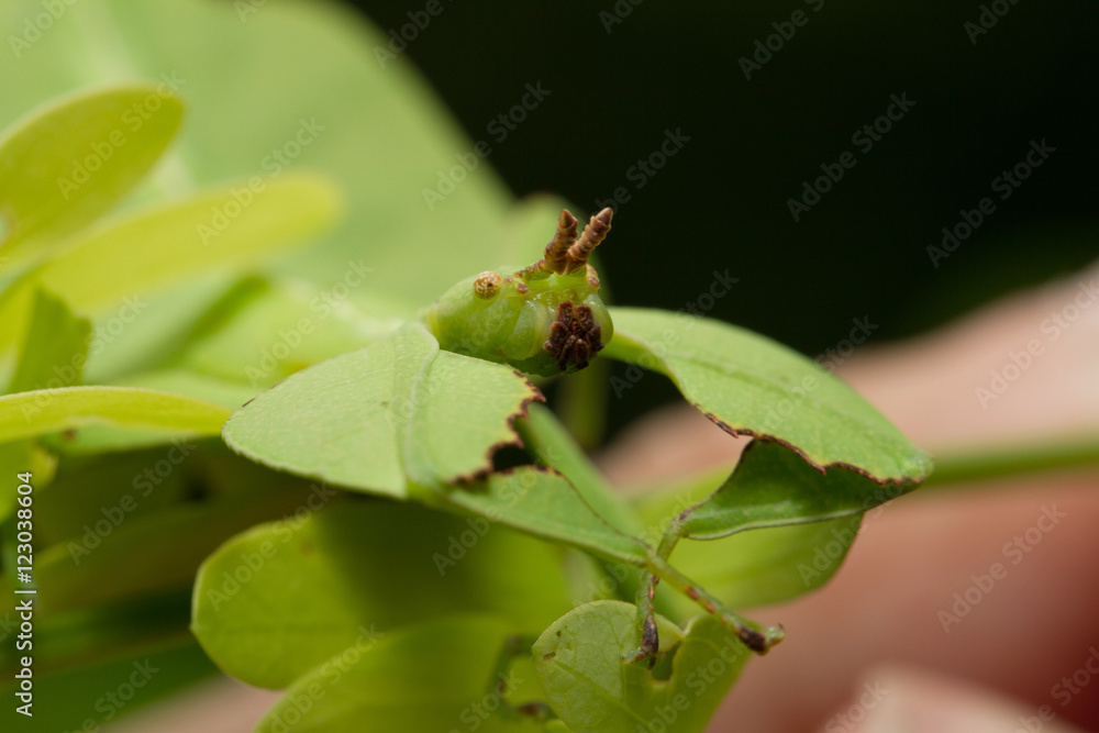 Leaf insect in Southeast Asia. Leaf insect in Southeast Asia.