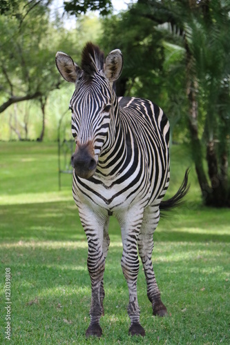 Portrait of Equus zebra hartmannae in Sambia Africa