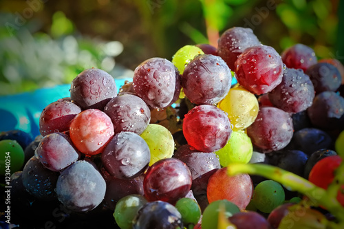 closeup of colorful grapes with selective focus