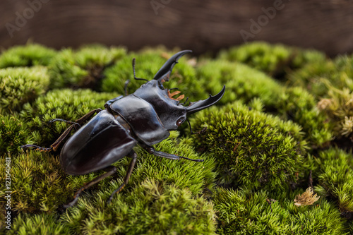 Fotografie Stag Beetle