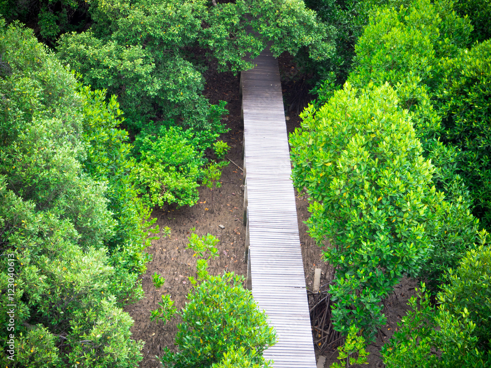 Topview of Green mangrove forest in Rayong province, Thailand