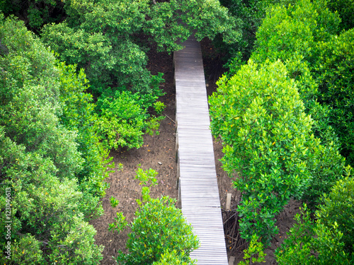 Topview of Green mangrove forest in Rayong province, Thailand © aaa187