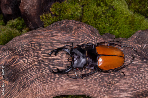 Stag Beetle (Odontolabis mouhoti ) Male photo