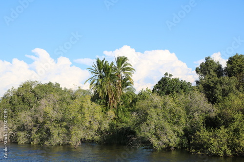 Palms at Sambesi River, Zambia Africa 