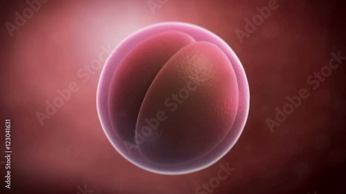 Two-cell embryo photo