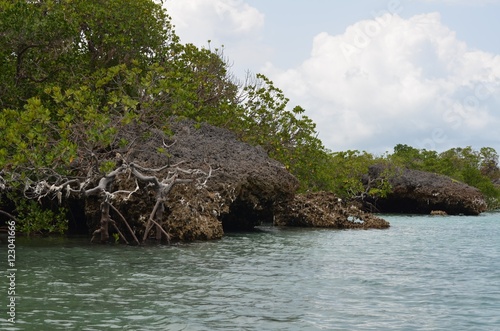 Mangrove trees on Zanzibar island in Tanzania