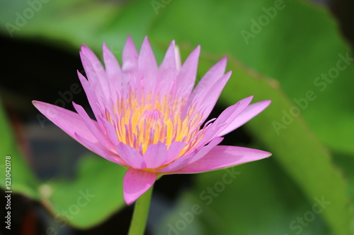 Fresh water lily bright colour in the black water
