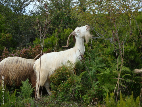 chèvres