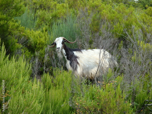 chèvre