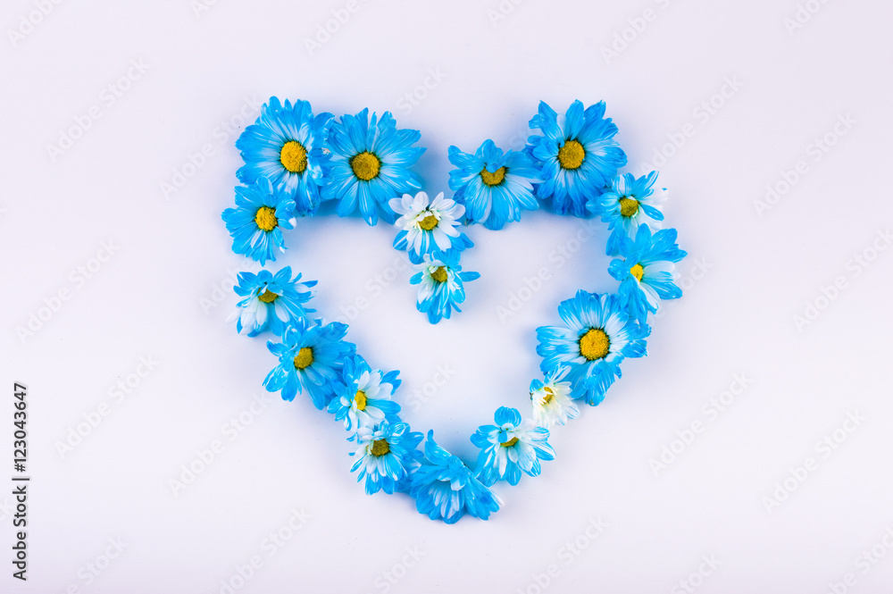 Heart of daisies blue flowers on a light background. Top view. Flat lay.