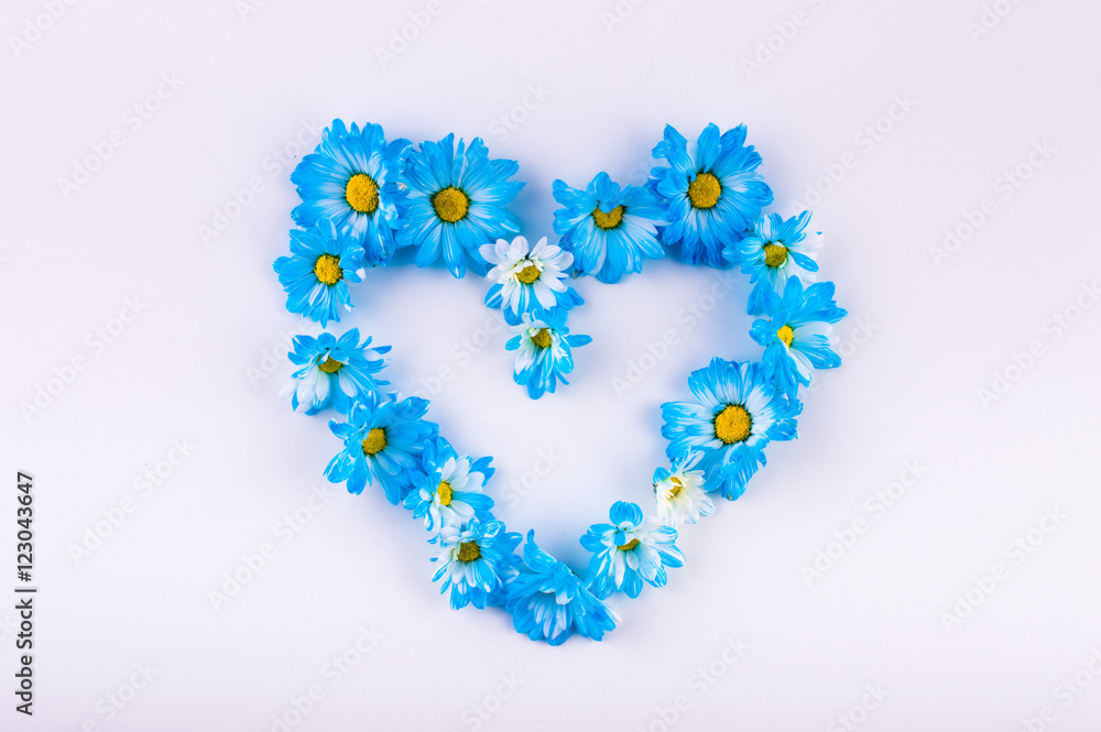 Heart of daisies blue flowers on a light background. Top view. Flat lay. Heart of daisies blue flowers on a light background. Top view. Flat lay.