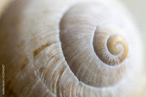 Snail Shell Texture