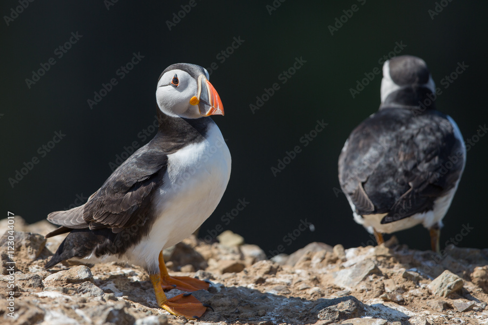Fototapeta premium Skomer Puffin