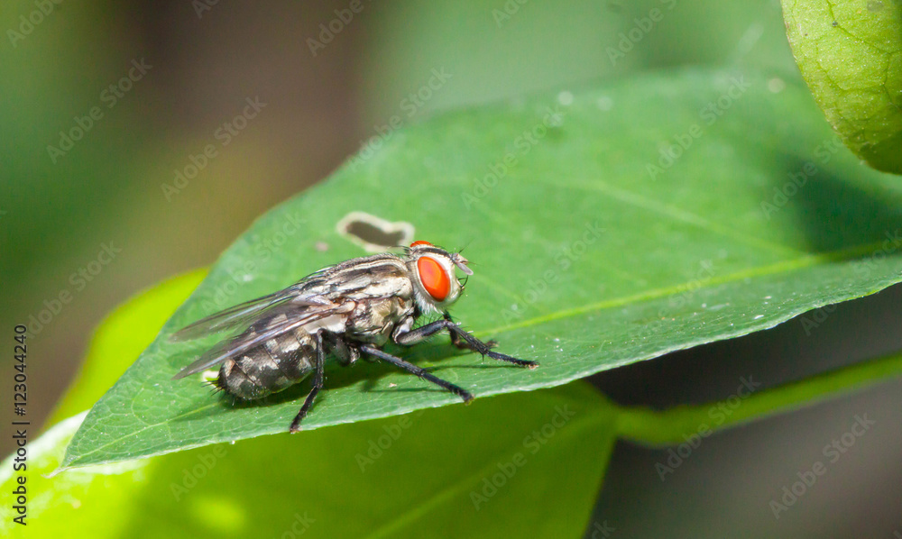 Close up Little single Housefly on green leaf Close up Little single Housefly on green leaf