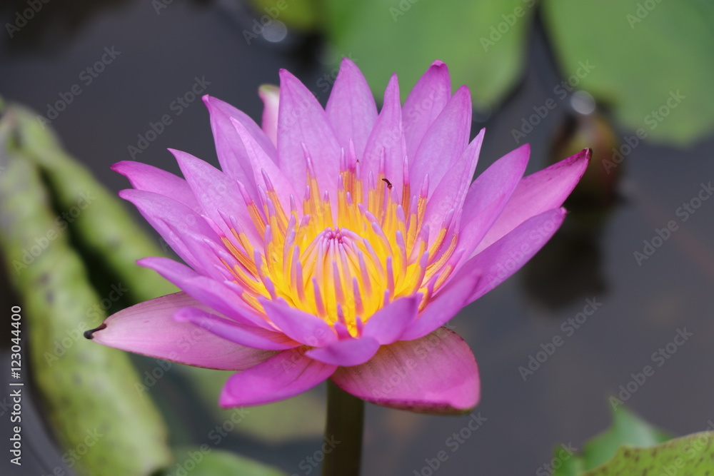 Fresh flowers in the black water, water lily in the pond Fresh flowers in the black water, water lily in the pond