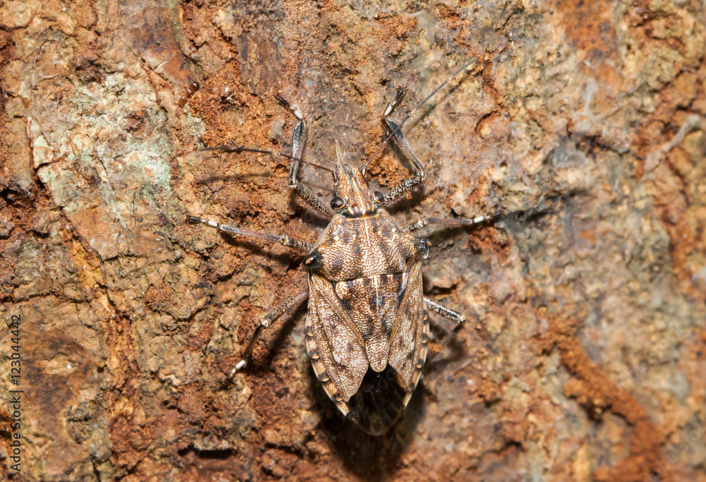 Close up of little brown Marmorated Stink Bug (Halyomorpha halys Close up of little brown Marmorated Stink Bug (Halyomorpha halys