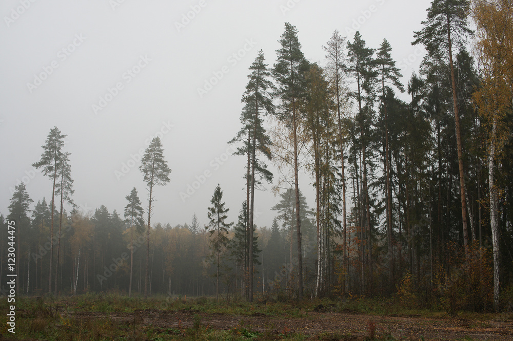Fog in the forest
Fog in the forest