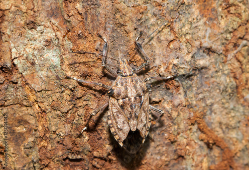 Close up of little brown Marmorated Stink Bug (Halyomorpha halys