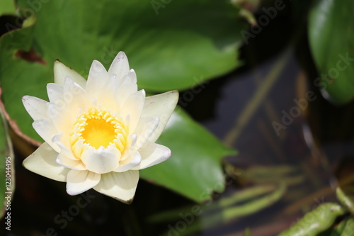 Fresh flowers in the black water  water lily in the pond