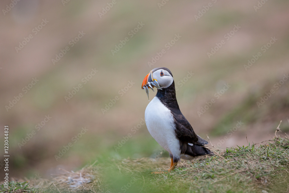 Skomer Puffin Skomer Puffin