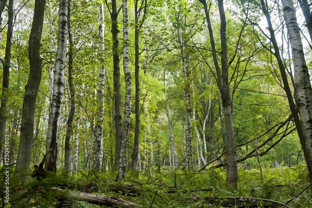 Beautiful forest scenery Beautiful forest scenery