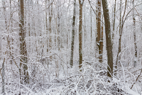 Tree trunks in winter forest