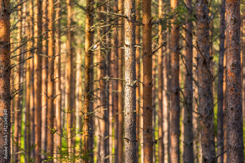Spruce trunks in the forest